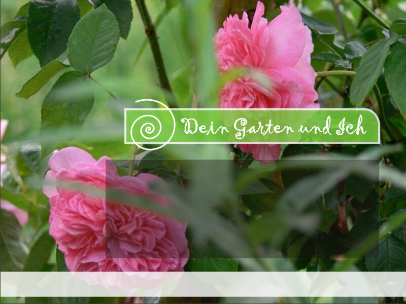 Gartengestaltung